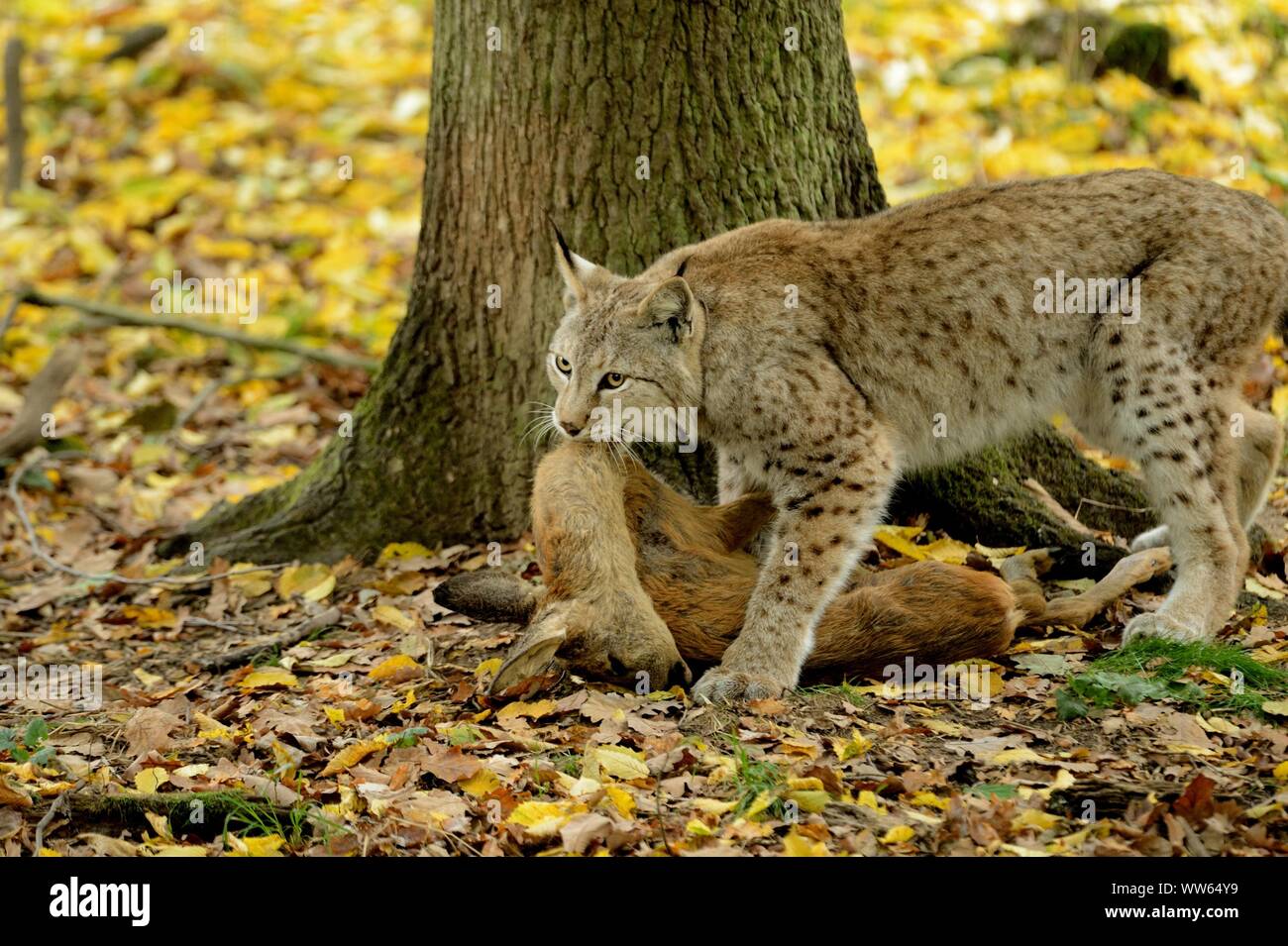 Lynx eurasien avec les proies, Lynx lynx Banque D'Images