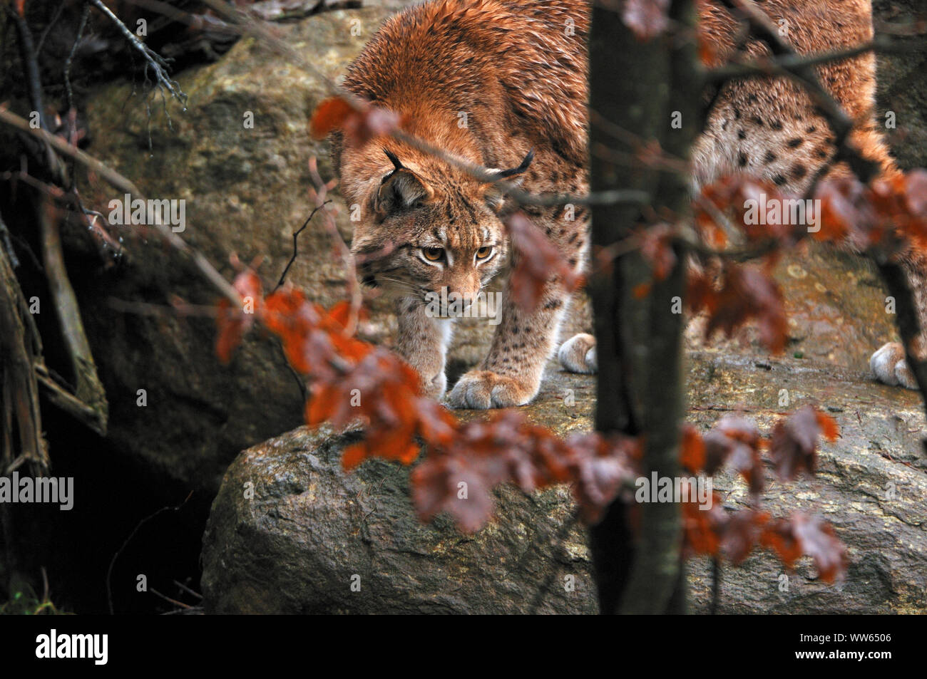 Lynx eurasien dans la forêt, Lynx lynx Banque D'Images