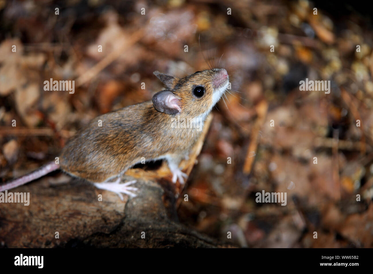 La souris sur le terrain dans la forêt, Mus musculus Banque D'Images