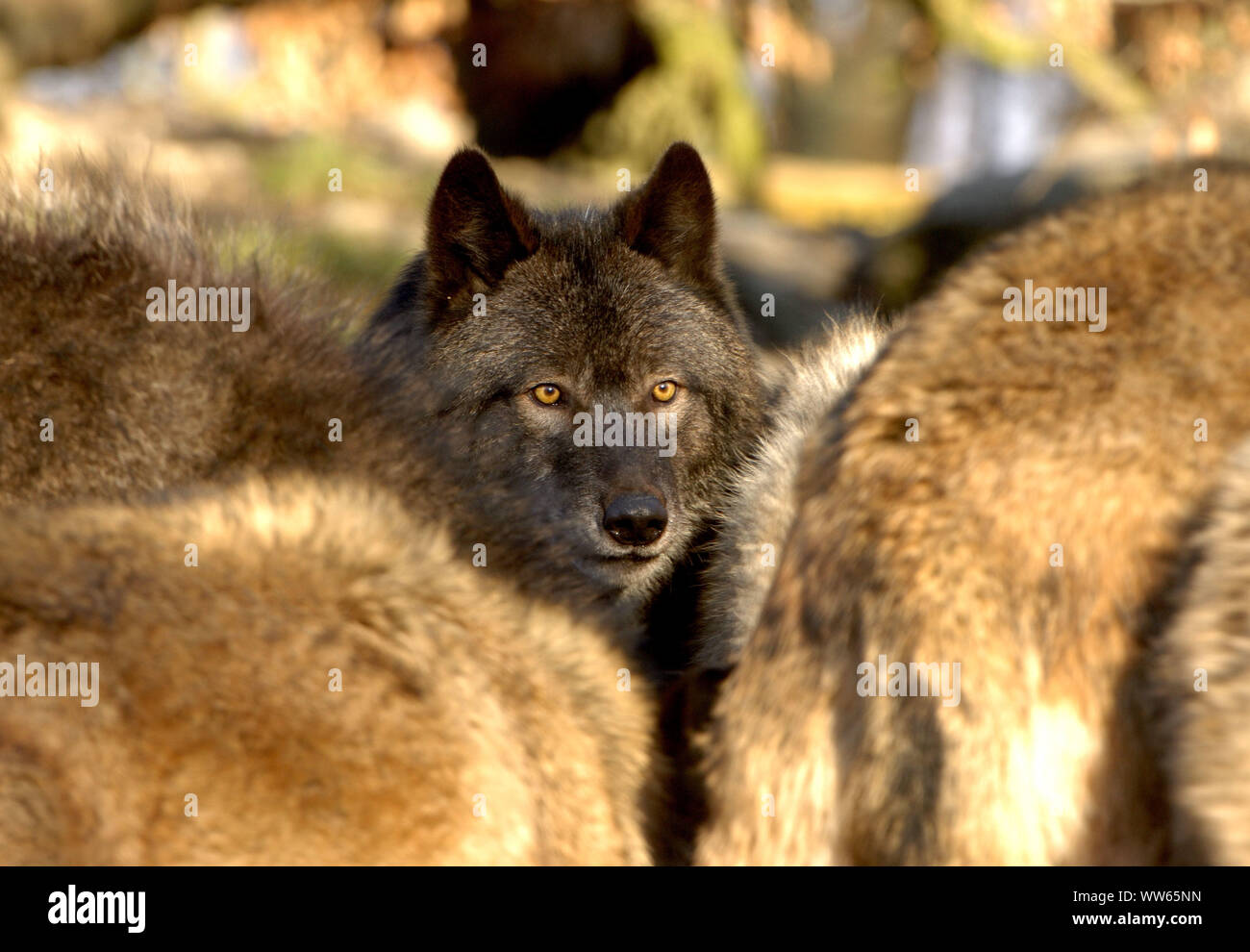 Loup de l'est avec troupeau Banque de photographies et d’images à haute ...