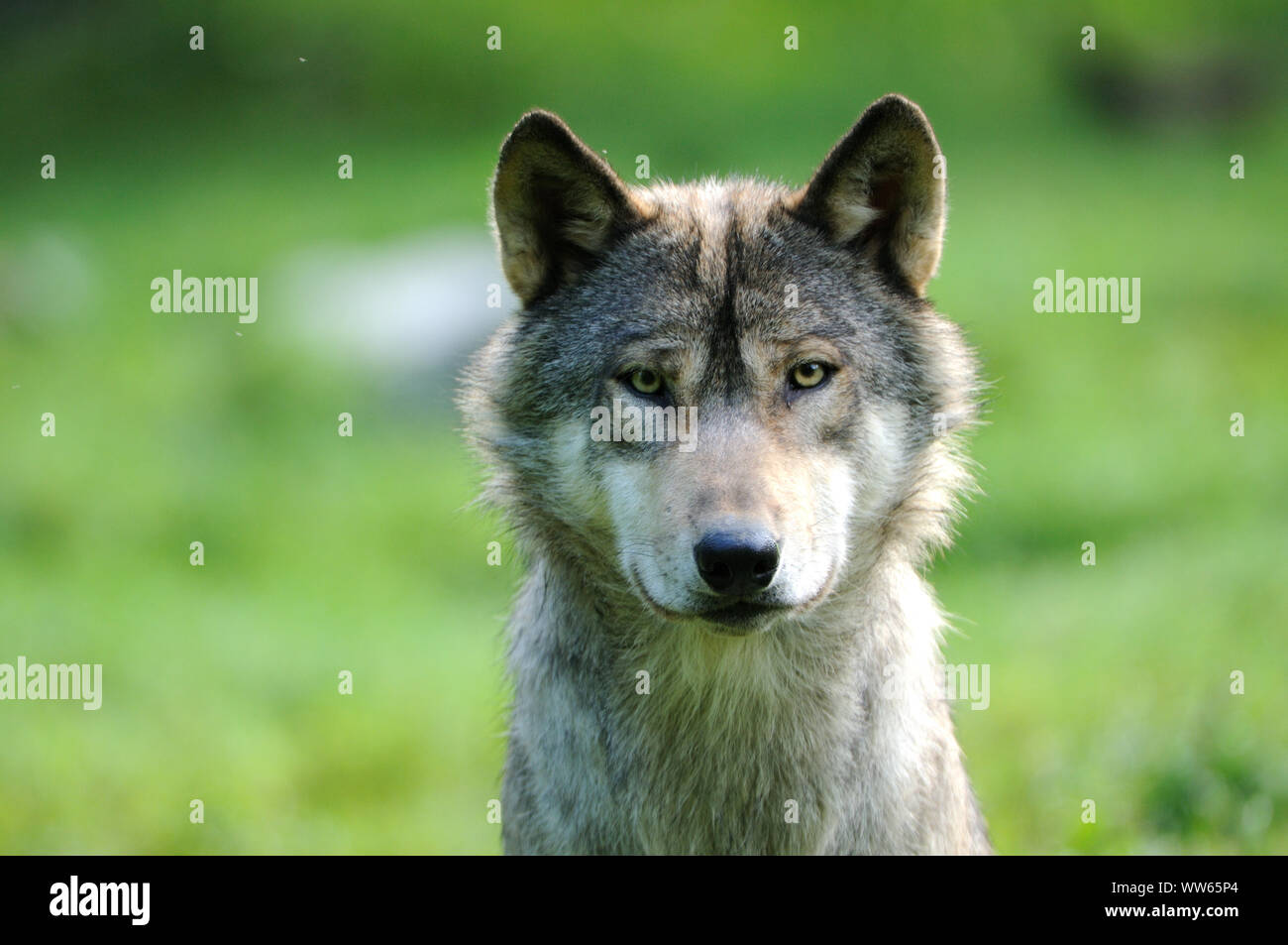 Loup de l'est avec troupeau Banque de photographies et d’images à haute ...