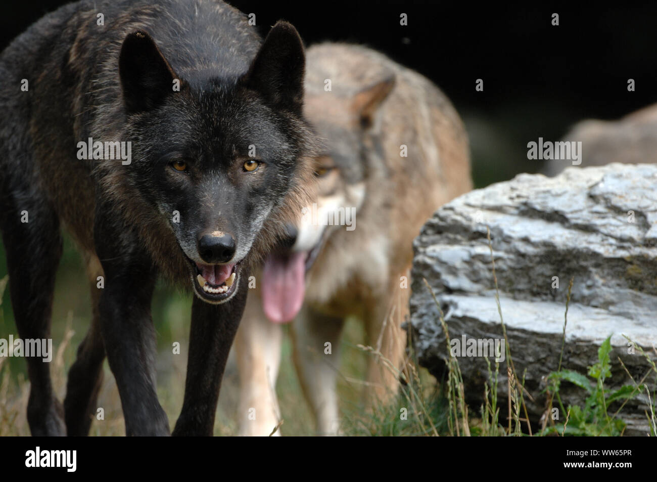 Loup de l'est avec troupeau Banque de photographies et d’images à haute ...