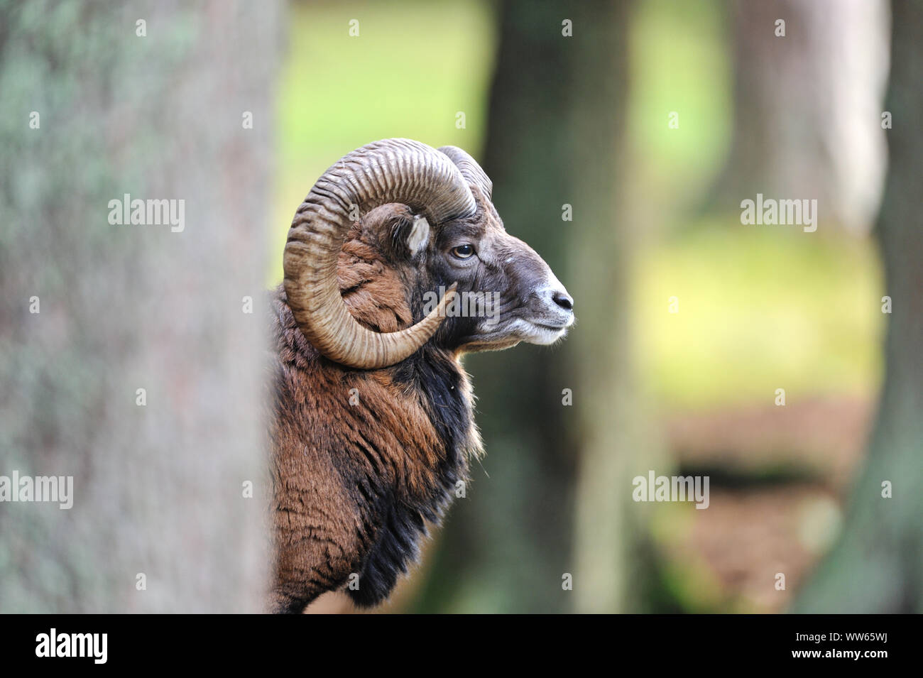 Mouflon mâle, portrait, Ovis ammon musimon Banque D'Images