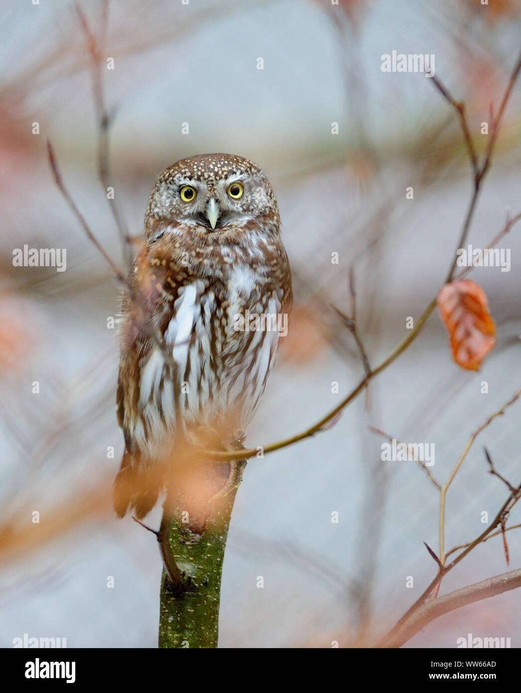 Chouette naine eurasien, Glaucidium passerinum Banque D'Images