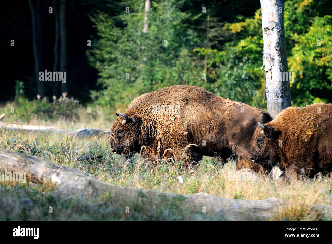 Bison, bison d'Europe, dans la forêt, le bison bonasus Banque D'Images