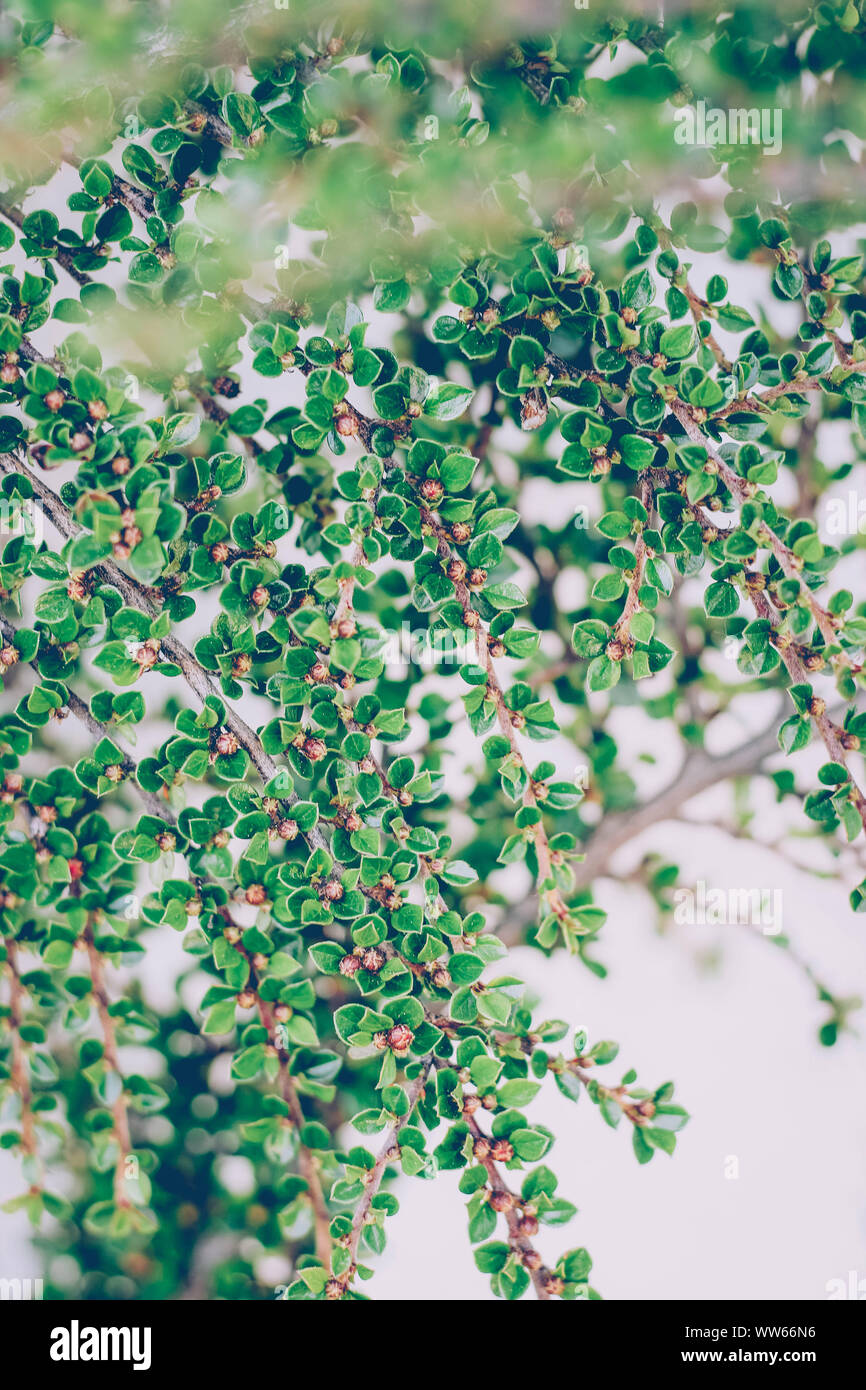 Cotoneaster, Cotoneaster congestus Banque D'Images