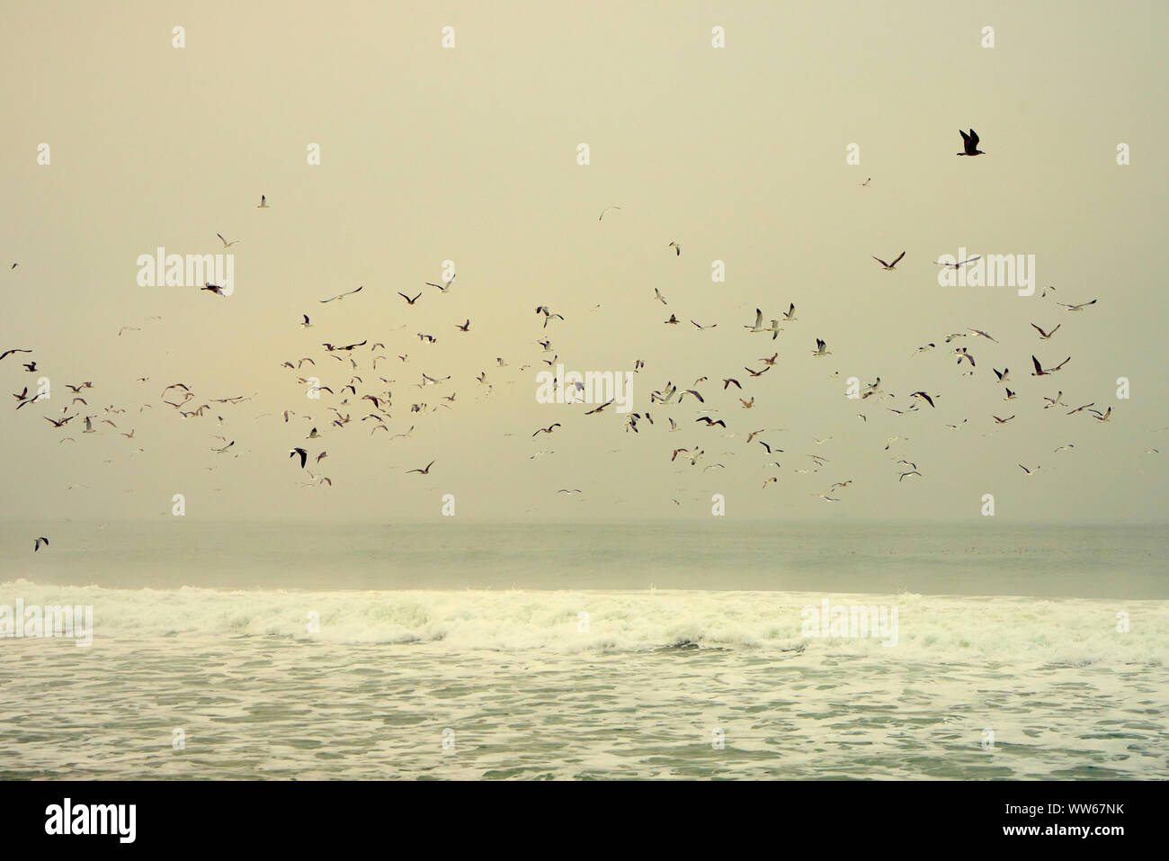 Nuée d'oiseaux sur la mer avec des vagues, mousse et surf Banque D'Images