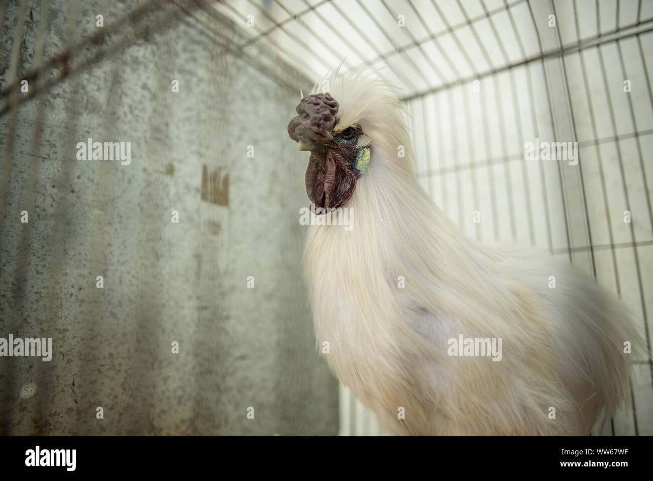 Portrait d'un coq dans une cage, l'Irlande Banque D'Images Portrait d'un coq dans une cage, l'Irlande Banque D'Images