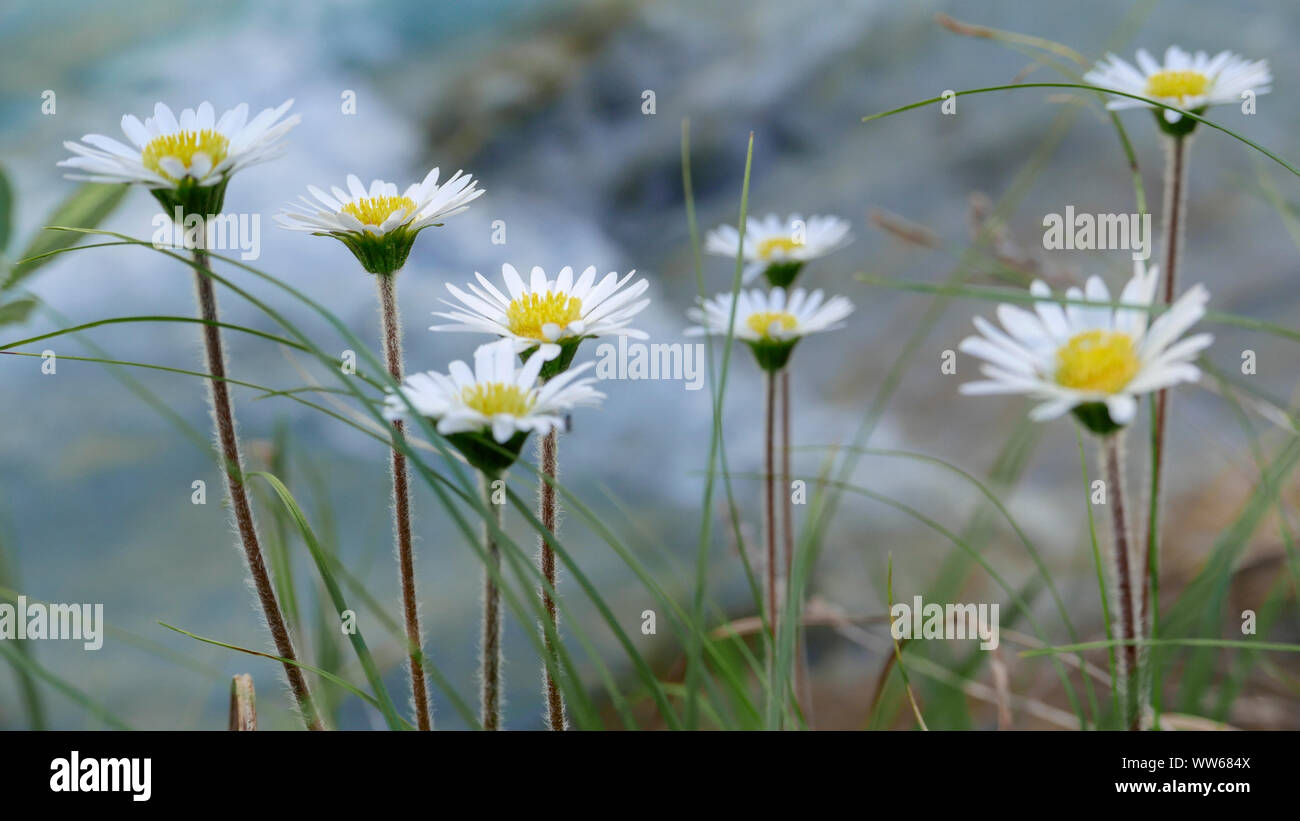 Les fleurs et l'eau dans l'Gleirschklamm, Tyrol, daisy des Alpes Banque D'Images