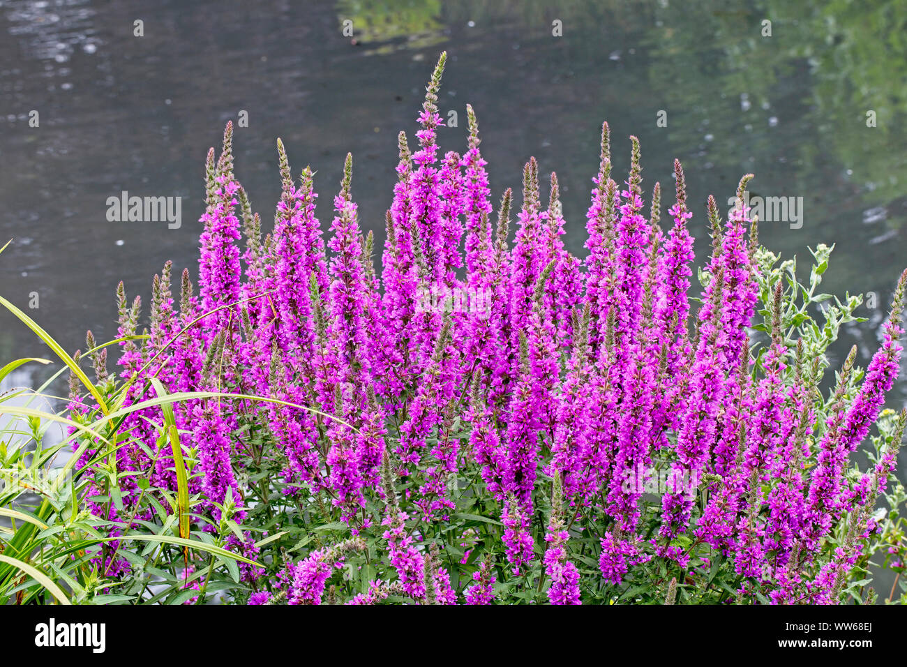 Purple-salicaire (Lythrum salicaria), la floraison, Gloucestershire, Angleterre, Royaume-Uni. Banque D'Images