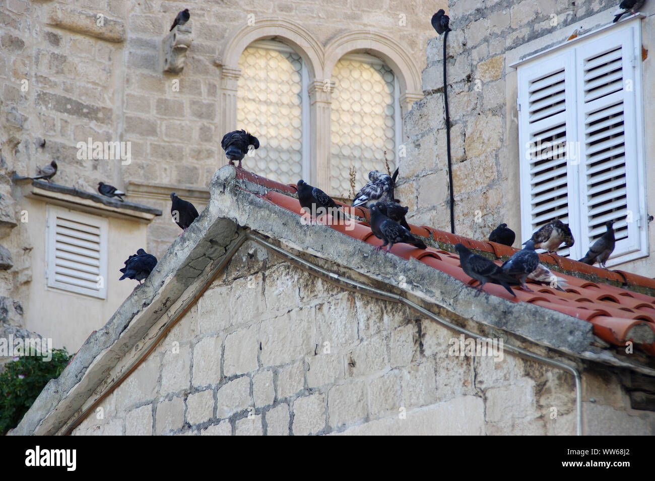 Pigeons sur le vieux toit. Les oiseaux dans la ville. Banque D'Images