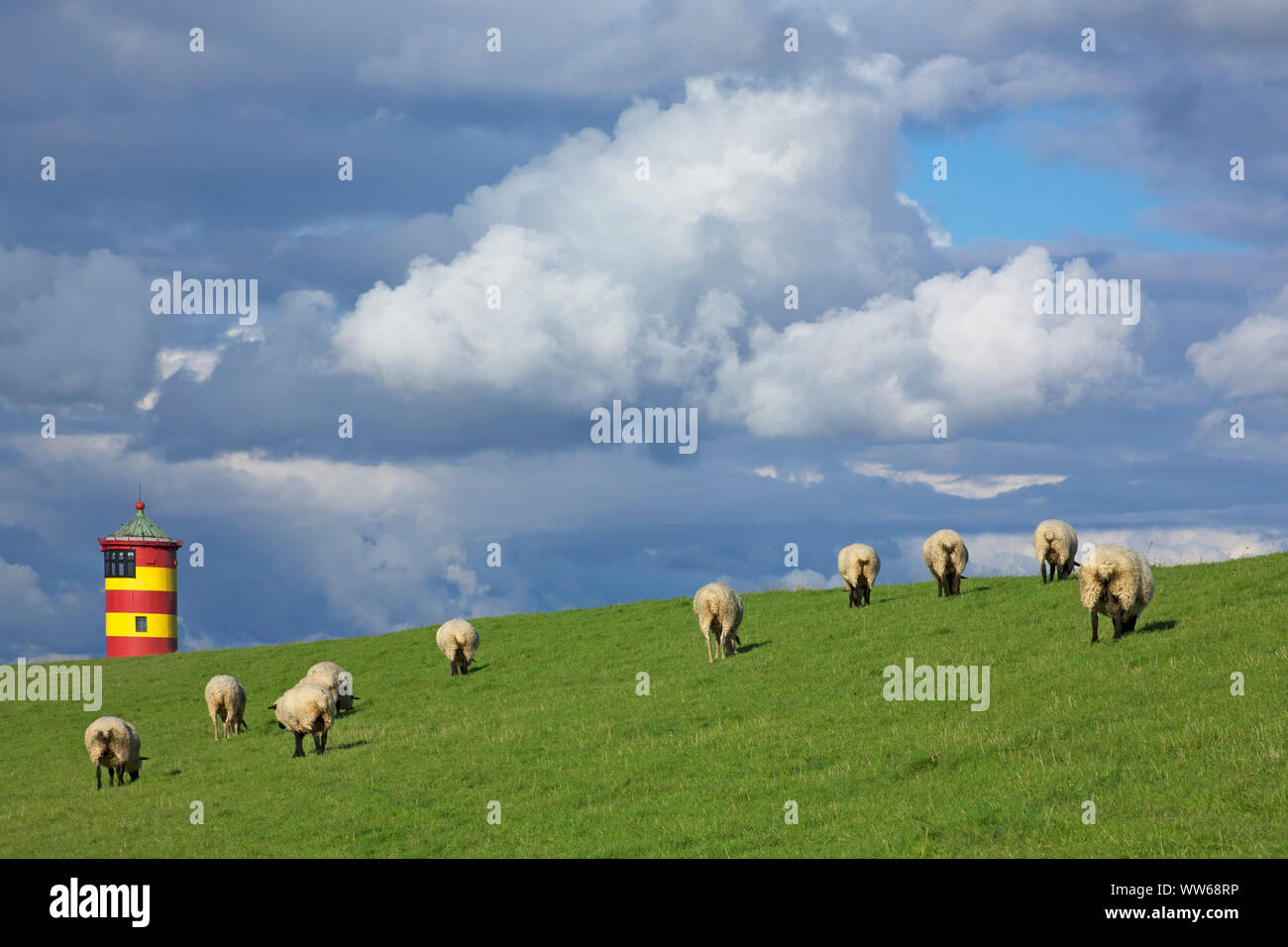 Moutons sur la digue en face de l'Pilsum phare dans le paysage de la Frise orientale Krummhoern. Banque D'Images