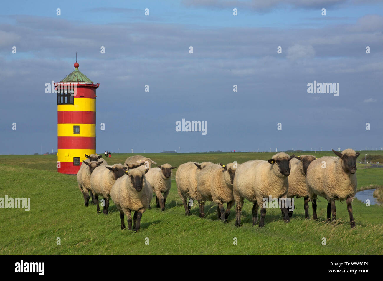 Moutons sur la digue en face de l'Pilsum phare dans le paysage de la Frise orientale Krummhoern. Banque D'Images