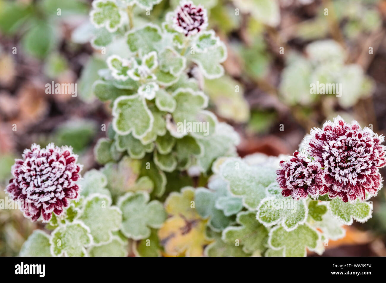 Couvert de gel de fleurs un aster Banque D'Images