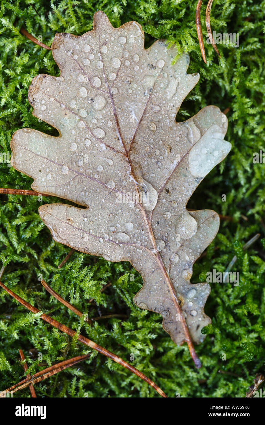 Les feuilles d'automne, la face inférieure des feuilles avec des gouttes de pluie Banque D'Images