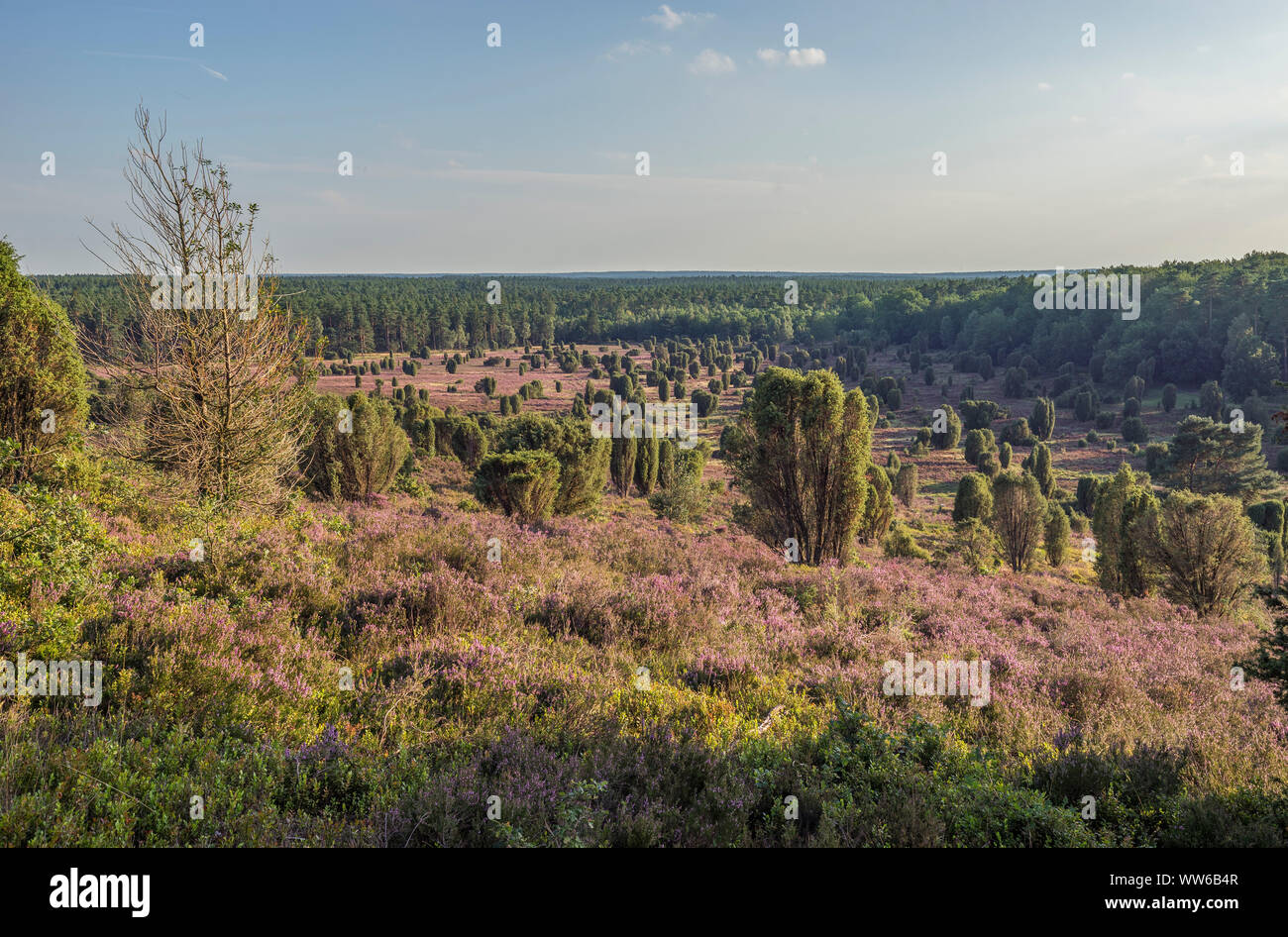 Allemagne, Basse-Saxe, Heidekreis, LÃ¼neburger Heide dans la soirée Banque D'Images