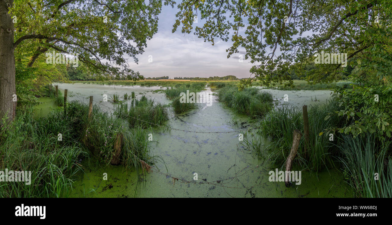 Allemagne, Basse-Saxe, Riddagshausen, paysage, nature reserve Banque D'Images