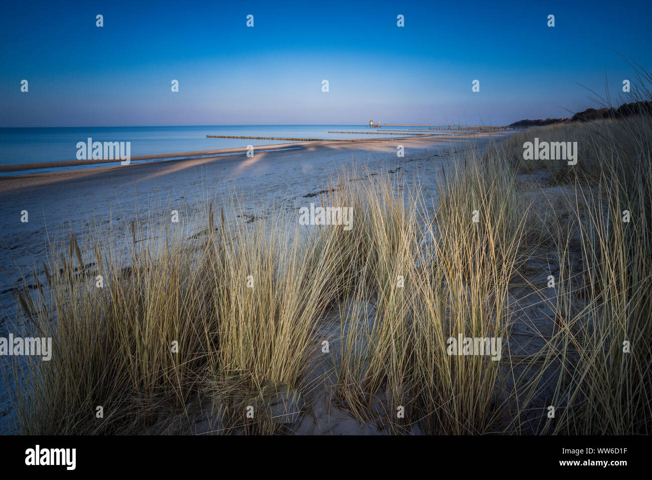 Mer Baltique avec Golden yellow beach grass dans la lumière du soleil, l'hiver sur la mer Baltique et les herbes sur la plage Banque D'Images