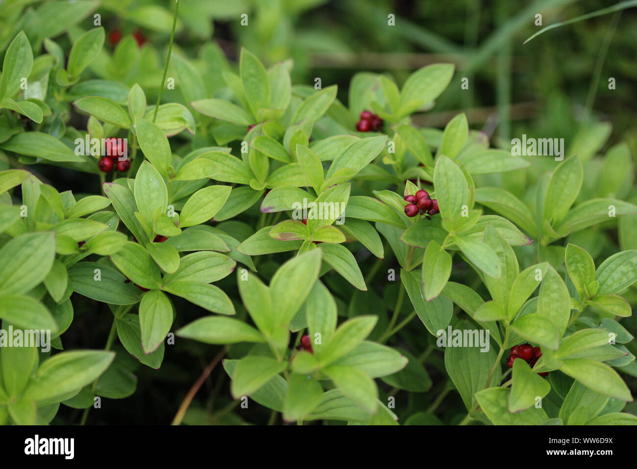 Close up of Cornus suecica, le nain cornel ou cornouiller du Canada Banque D'Images