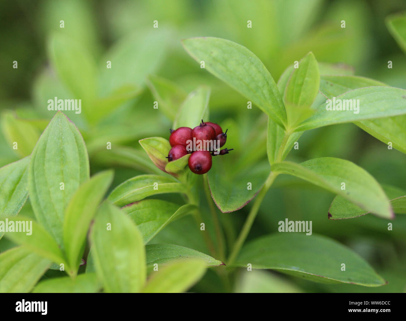 Close up of Cornus suecica, le nain cornel ou cornouiller du Canada Banque D'Images
