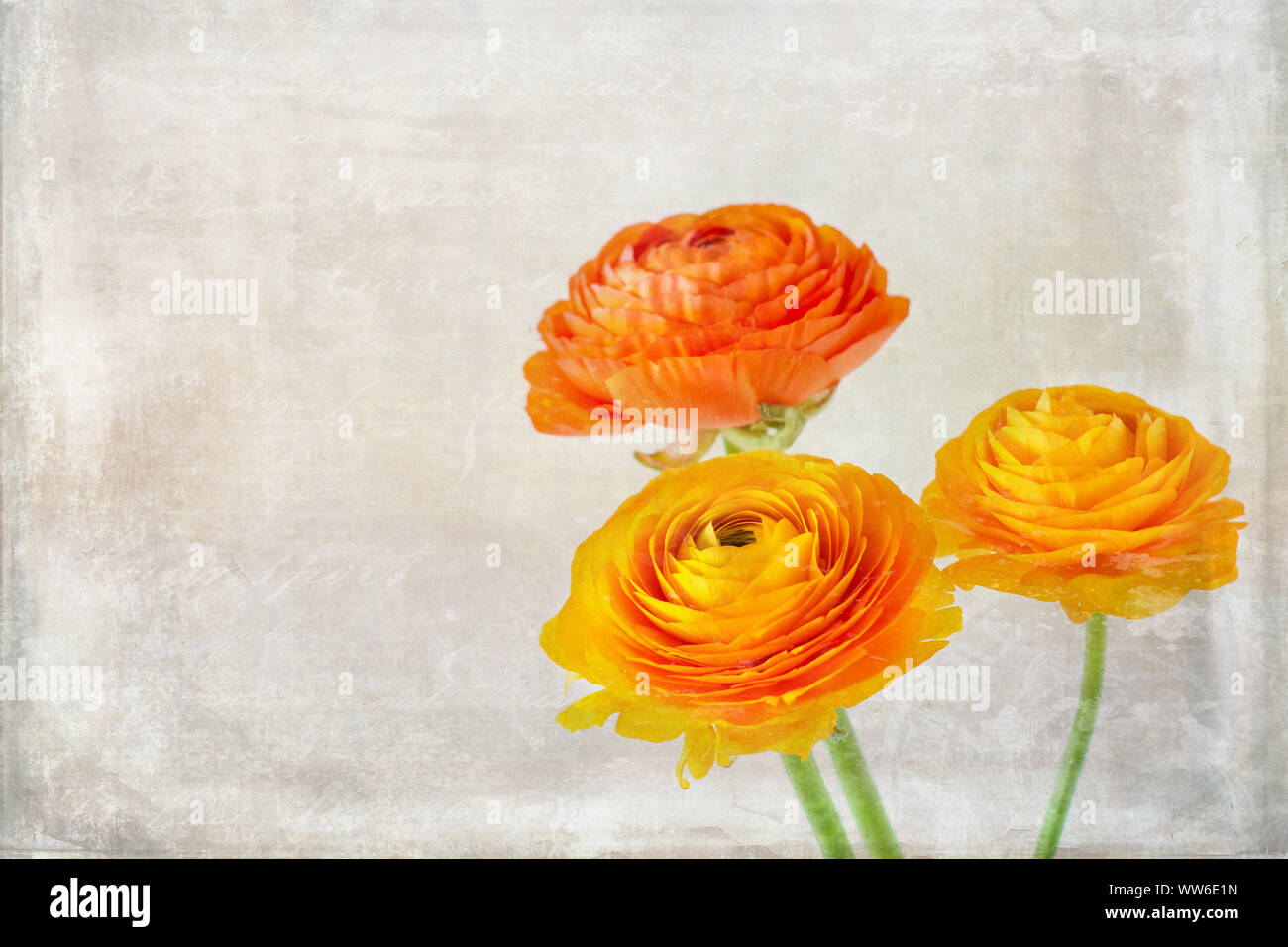 Close-up of orange ranunculus avec texture vintage Banque D'Images
