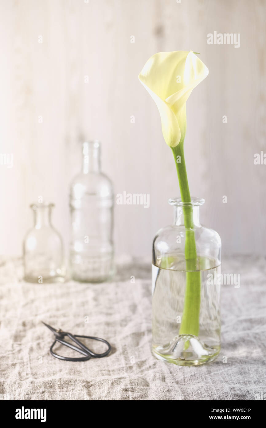 Nature morte avec fleurs calla blancs dans une simple bouteille de verre Banque D'Images