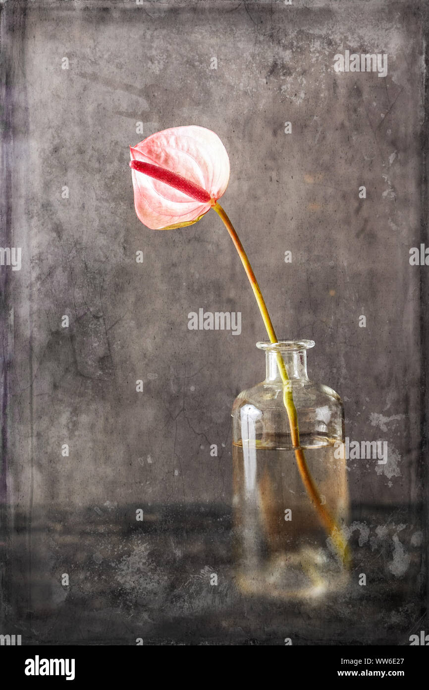 Still Life, fine art, rose anthurium en fleurs dans un vase en verre sur un fond noir avec texture vintage Banque D'Images