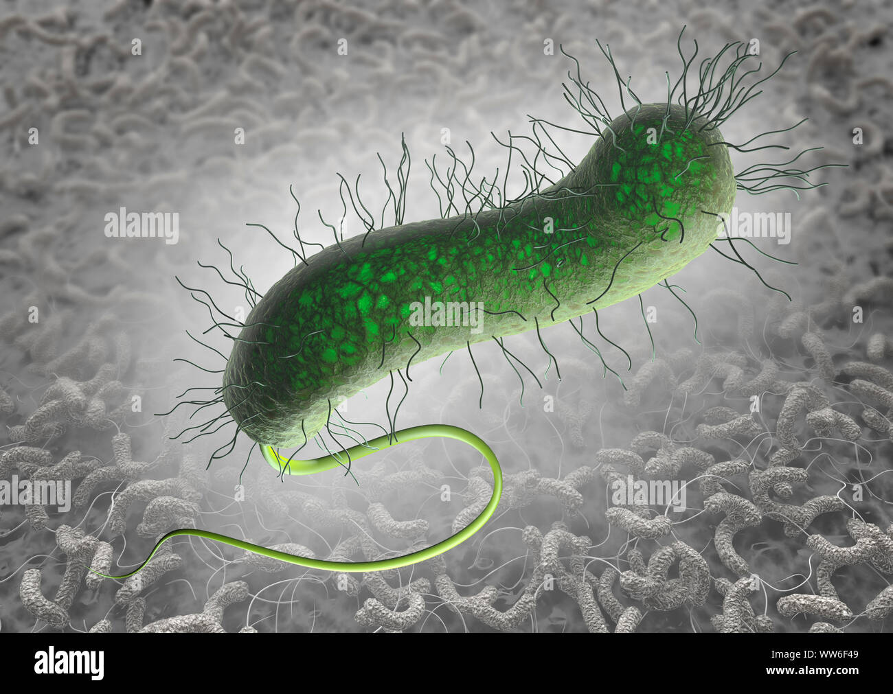 La bactérie du choléra vert avec pili et l'ortie avec la colonisation bactérienne sur paroi intestinale dans l'arrière-plan Banque D'Images