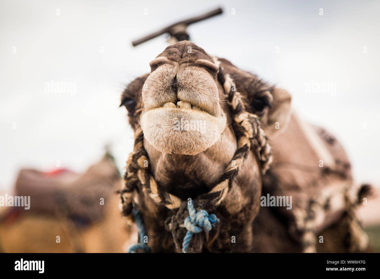 Camel avec dos-nu, portrait, Maroc Banque D'Images
