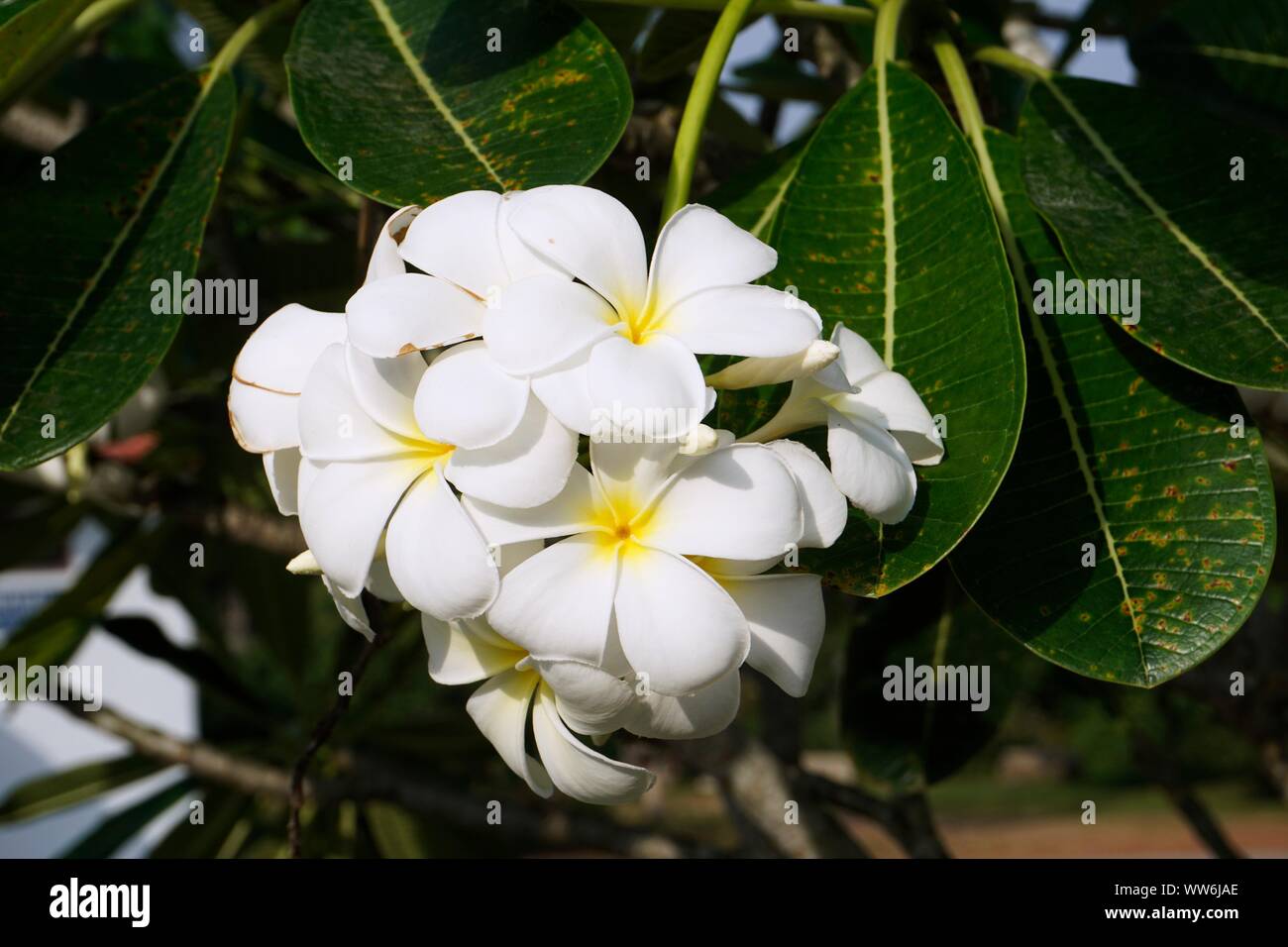 White plumeria flowers Banque D'Images