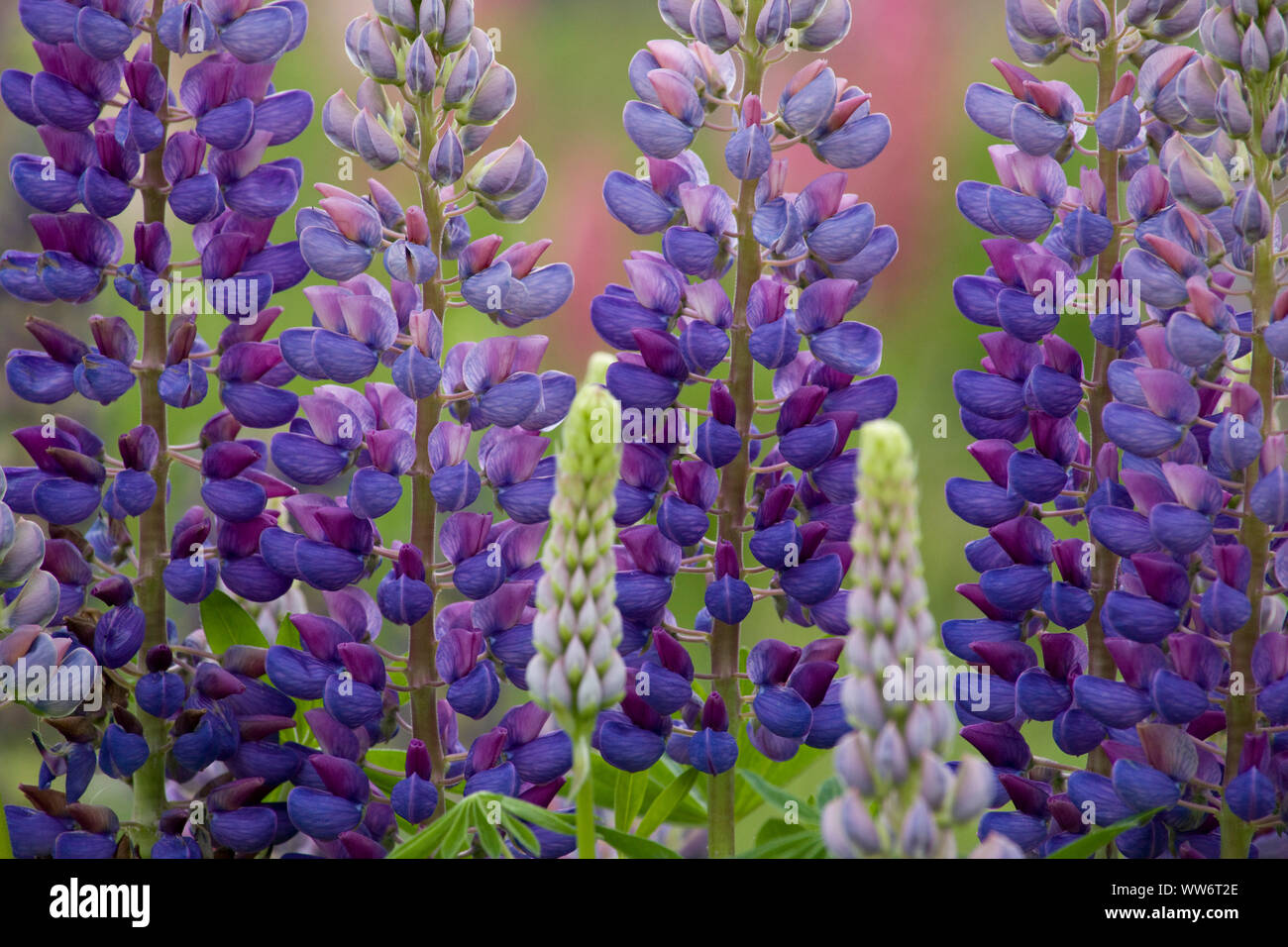 Dans le lupin Defereggental, Hohe Tauern, le Tyrol, Autriche Banque D'Images