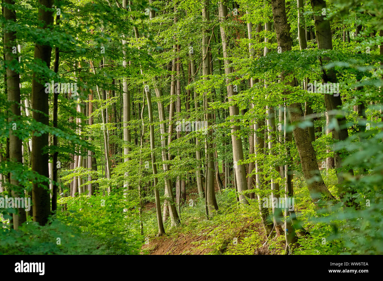 Belle forêt de feuillus vert frais avec les hêtres à la fin de l'été dans la région de Franconie, Allemagne Banque D'Images