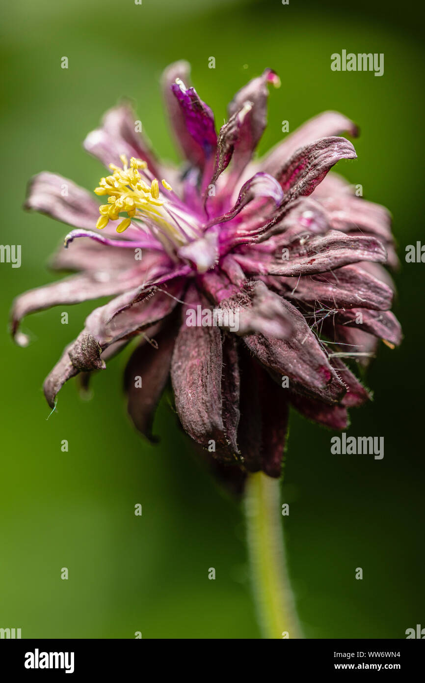 Aquilegia vulgaris 'Black Barlow' hybride - remplie l'ancolie, close-up Banque D'Images