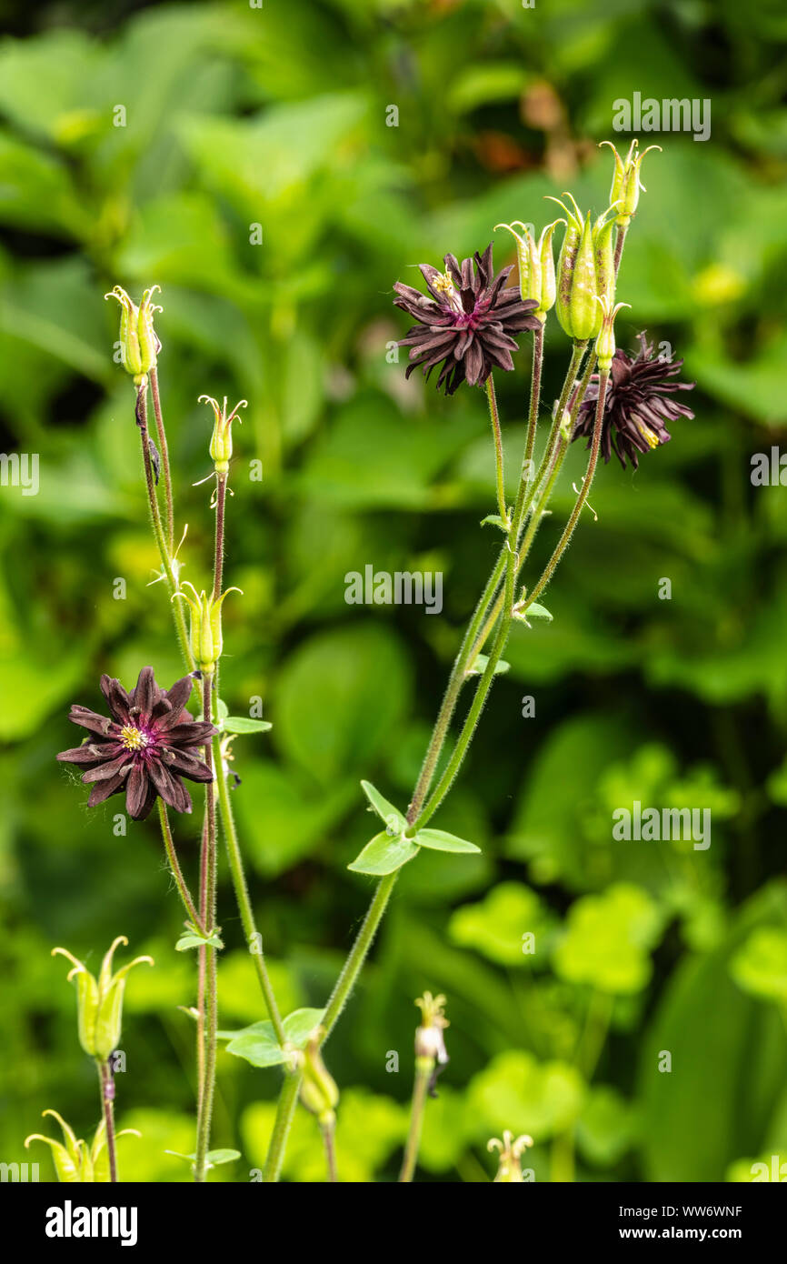 Aquilegia vulgaris 'Black Barlow' hybride, farcis, Columbine Banque D'Images