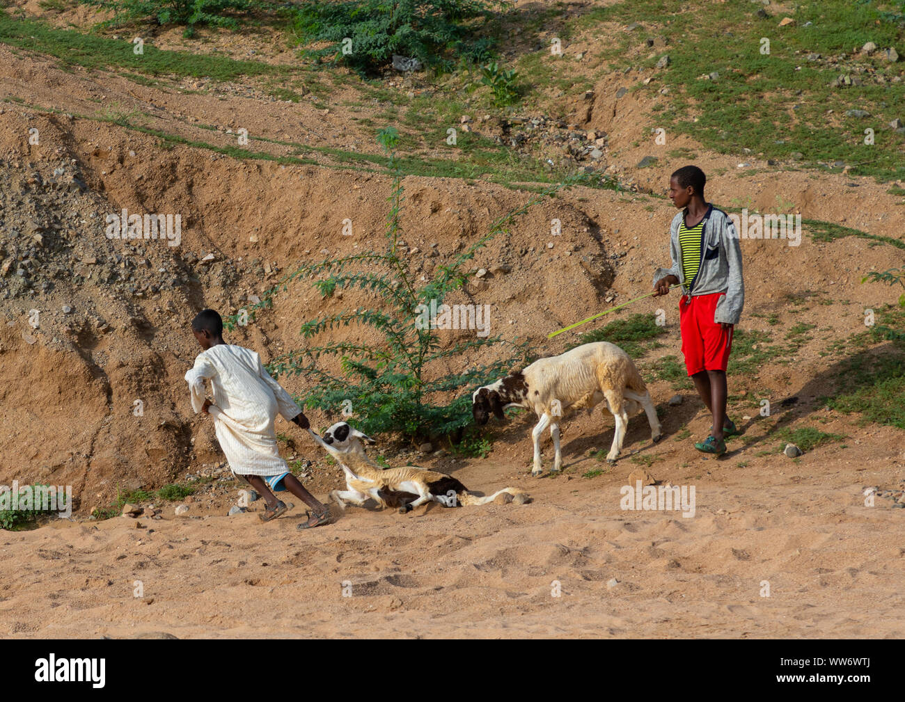 Les garçons de l'Érythrée allant au marché du bétail, l'Érythrée, Agordat, Gash-Barka Banque D'Images