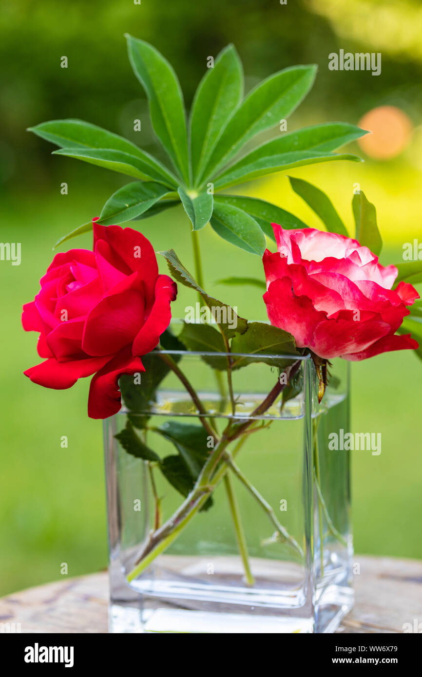 Deux roses, feuilles de lupin dans un vase en verre simple Banque D'Images