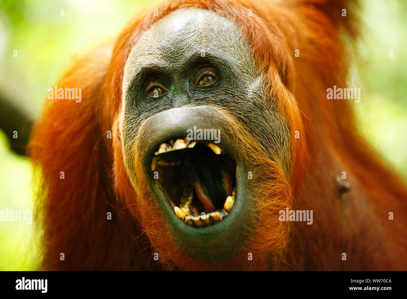 Bukit Lawang Sumatra, l'orang-outan, Banque D'Images