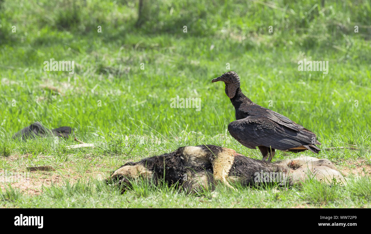 Vautour, vautour noir (Coragyps atratus) sur un chien mort. Banque D'Images