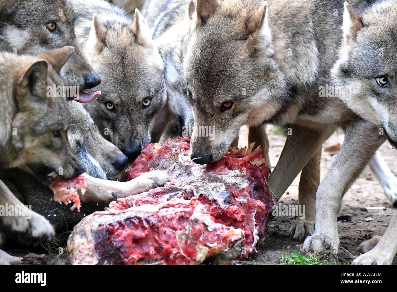 Les loups dans un pack avec les proies, Canis lupus Banque D'Images