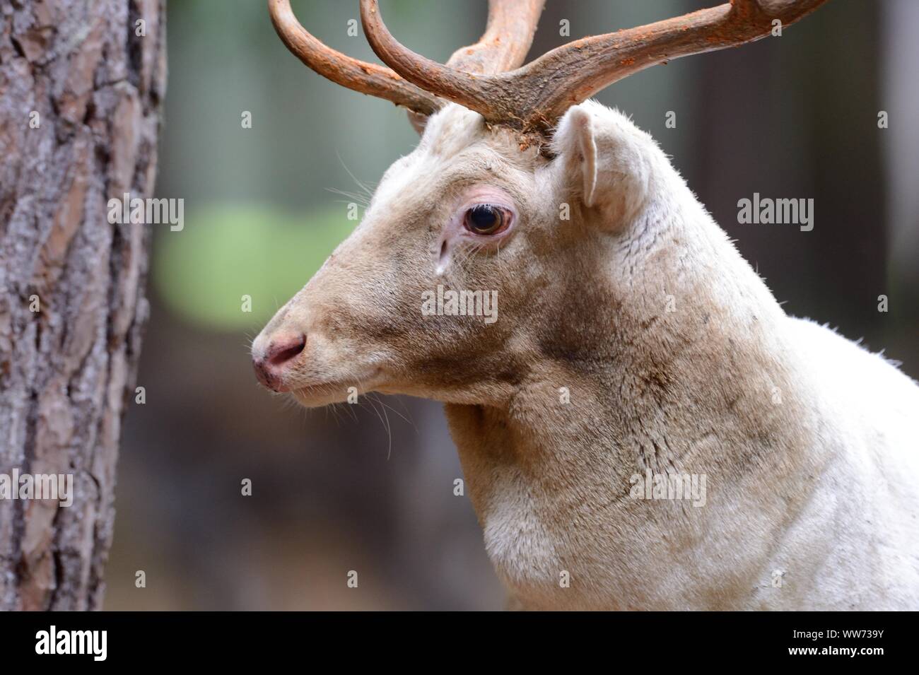 Le daim blanc, Dama dama, buck Banque D'Images