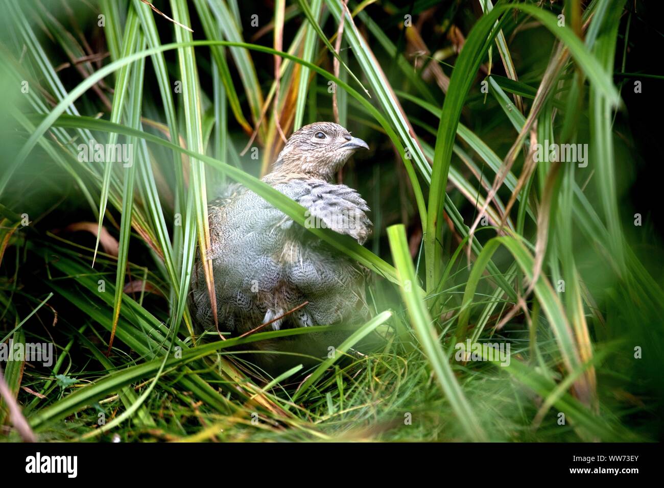 Dans un pré, Partridge Perdix perdix Banque D'Images Dans un pré, Partridge Perdix perdix Banque D'Images