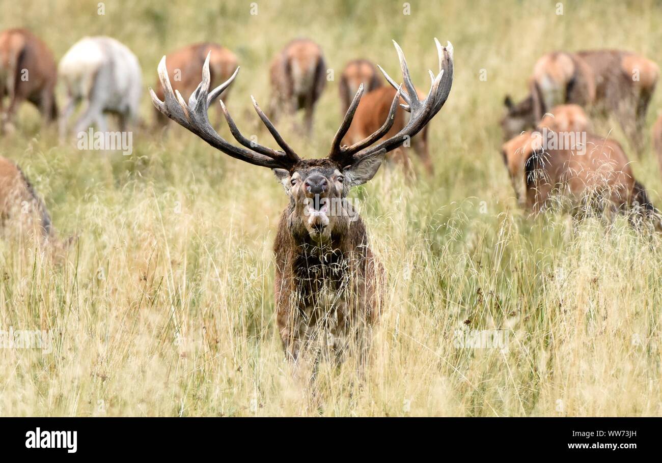 Red Deer (Cervus elaphus, rut Banque D'Images