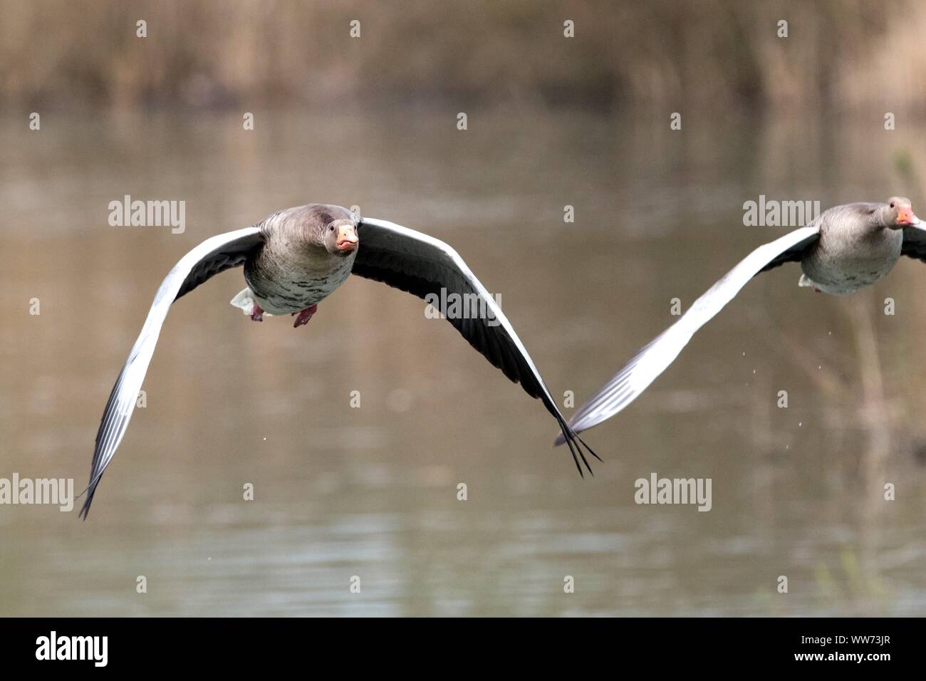 Vol d'oies cendrées au-dessus de l'eau, l'Anser anser Banque D'Images