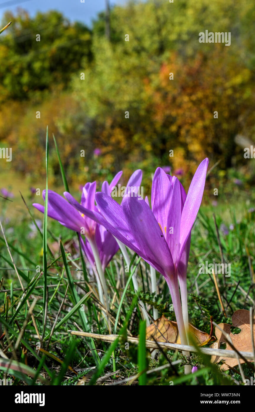 Colhicum Autumnale fleur sur mountain meadow, grandissant dans l'automne et complètement sans feuilles, toxique, mais la guérison, faux crocus Banque D'Images