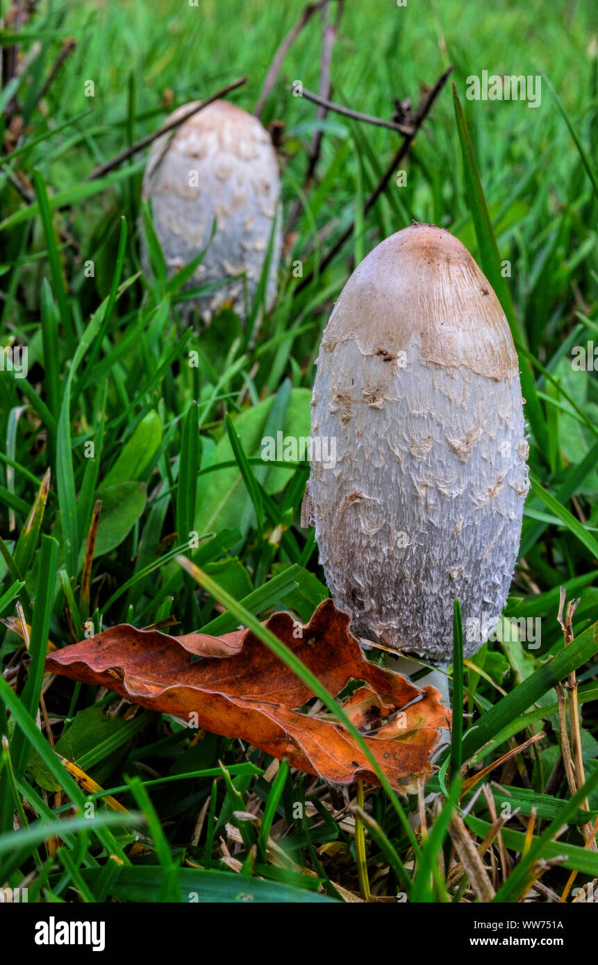 Deux d'encre Shaggy Pac ou Coprinus comatus champignons, de délicieux champignons comestibles, grandissant dans l'habitat naturel Banque D'Images