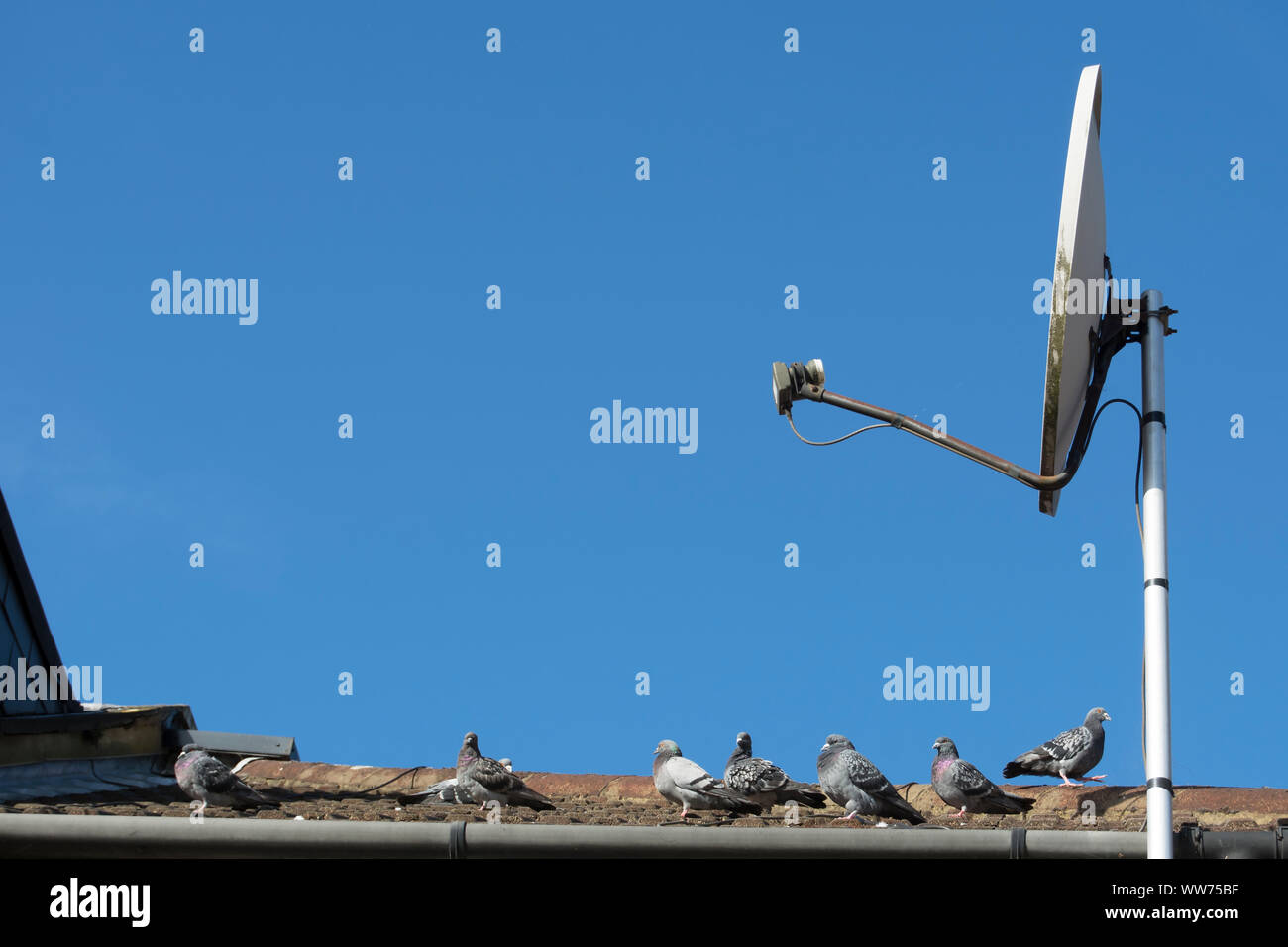 Pigeons sur un toit de maison à côté d'une antenne satellite et vu contre un ciel bleu clair, à Twickenham, Middlesex, Angleterre Banque D'Images Pigeons sur un toit de maison à côté d'une antenne satellite et vu contre un ciel bleu clair, à Twickenham, Middlesex, Angleterre Banque D'Images