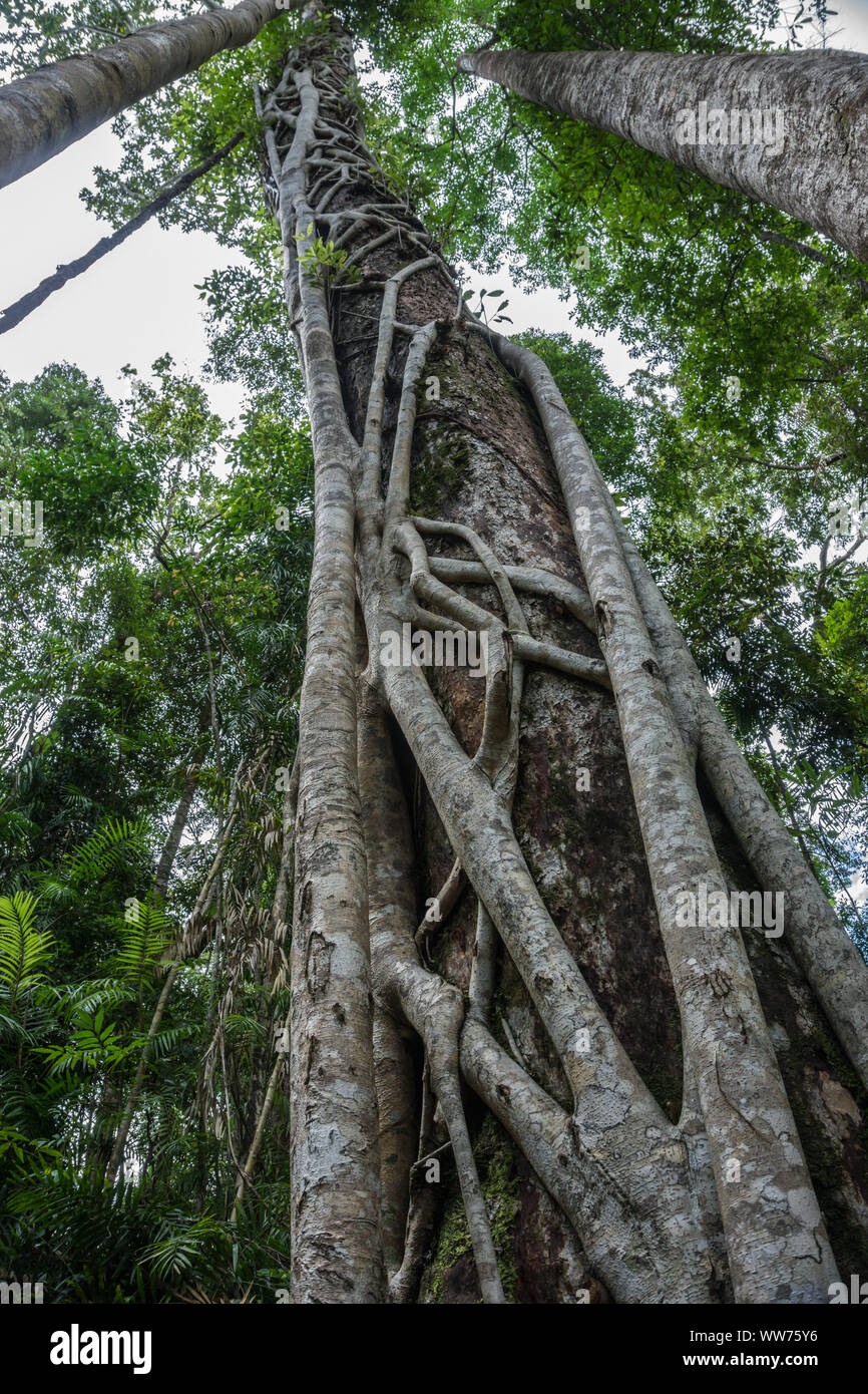 Strangler fig dans la forêt tropicale - Australie Banque D'Images