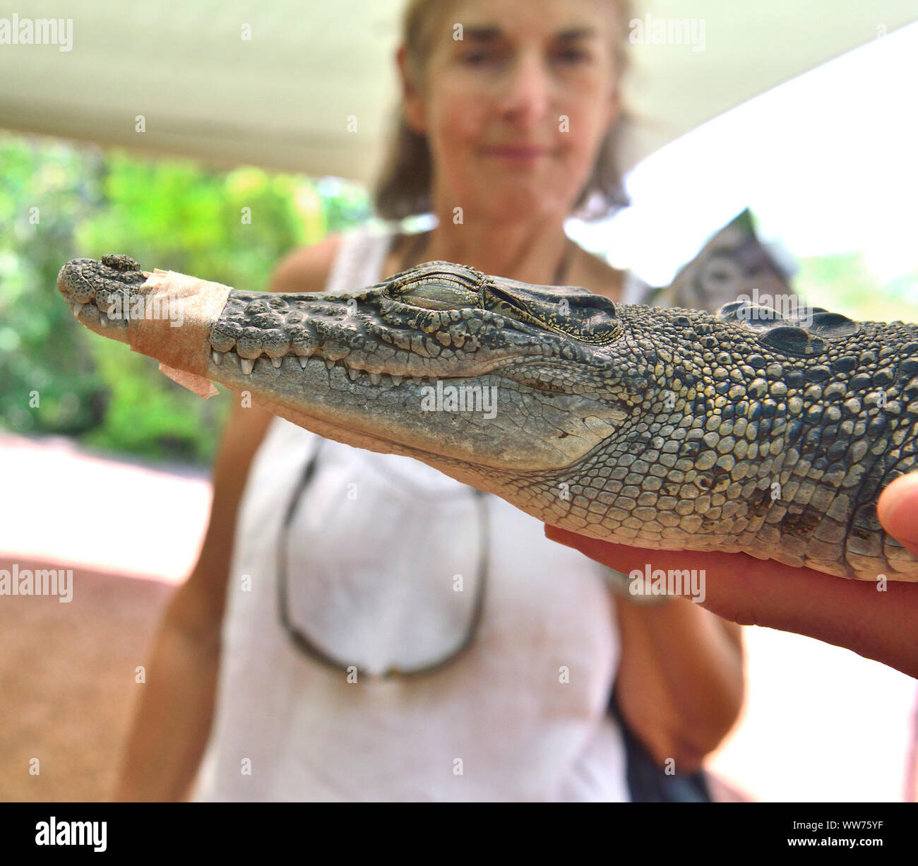 Les touristes à la recherche de jeunes saltwater crocodile sur le territoire Wildlife Park, Berry Springs, Darwin, Territoire du Nord, Australie Banque D'Images