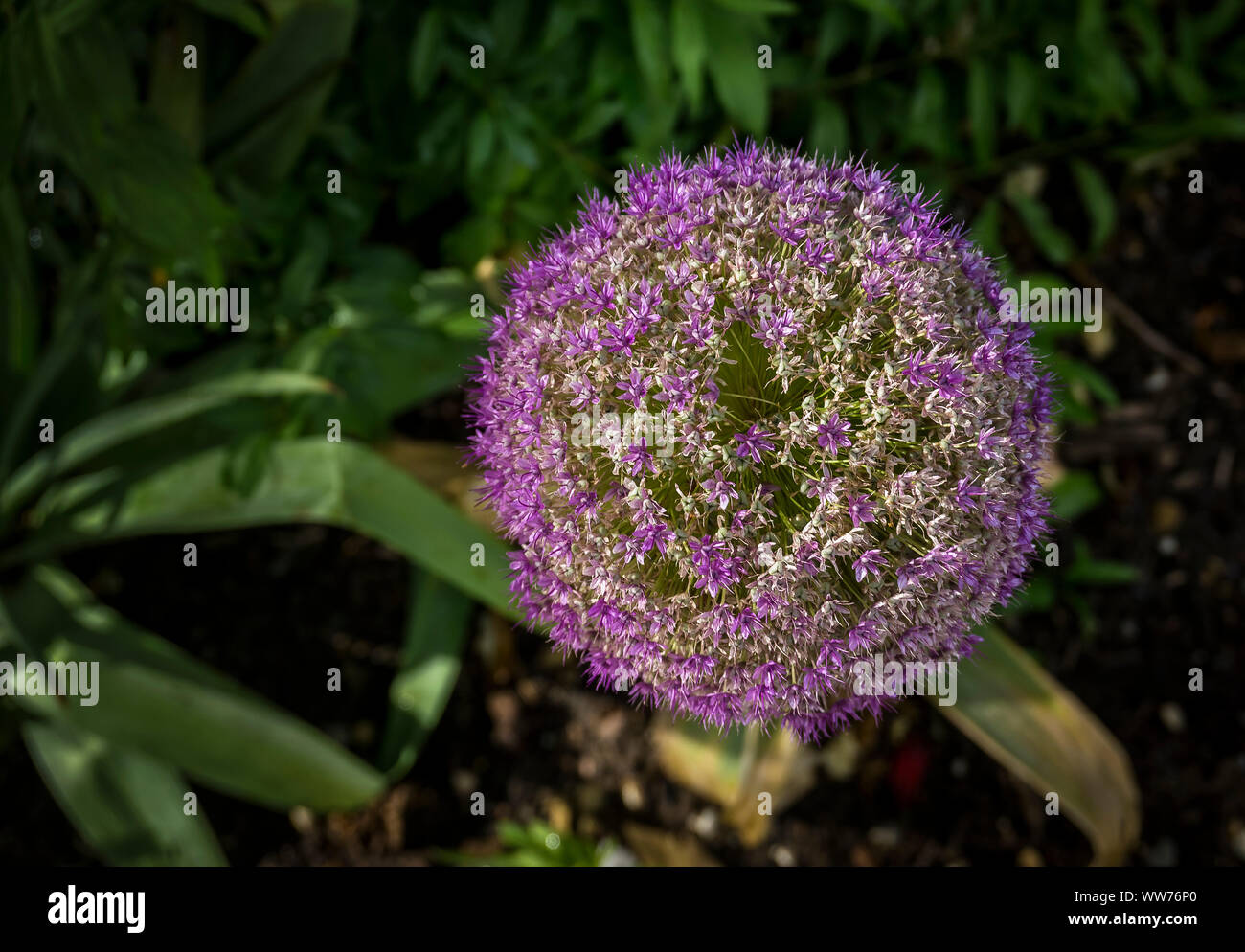 Allium, printemps, Narbonne, Aude, France, région d'Occitanie Banque D'Images