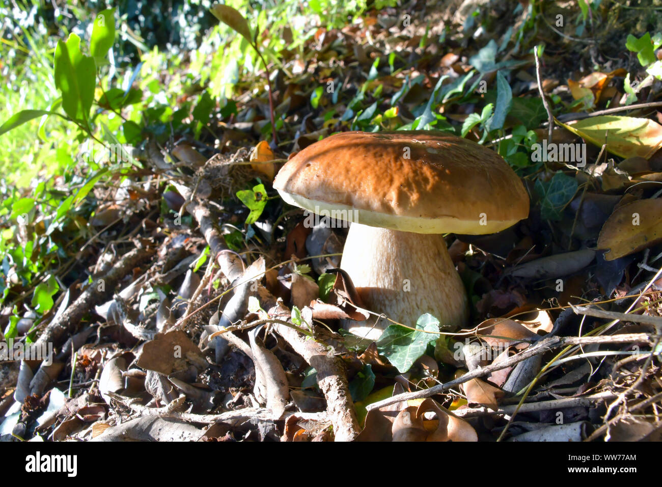 Le champignon porcino, cultivés au milieu des feuilles et l'herbe dans les bois Banque D'Images